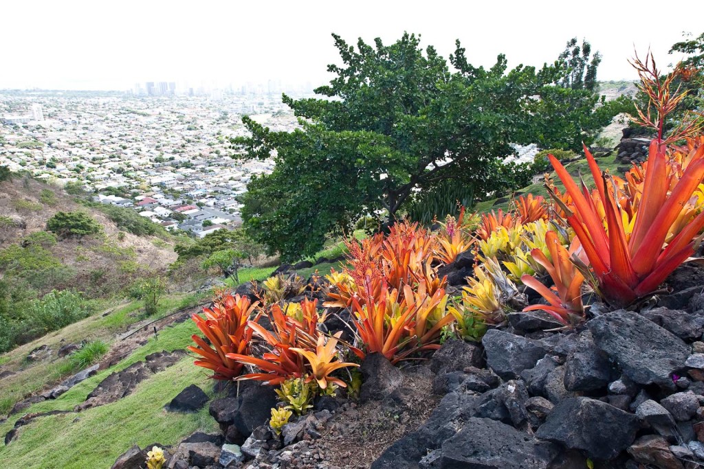 Honolulu_View_Landscape_Hill