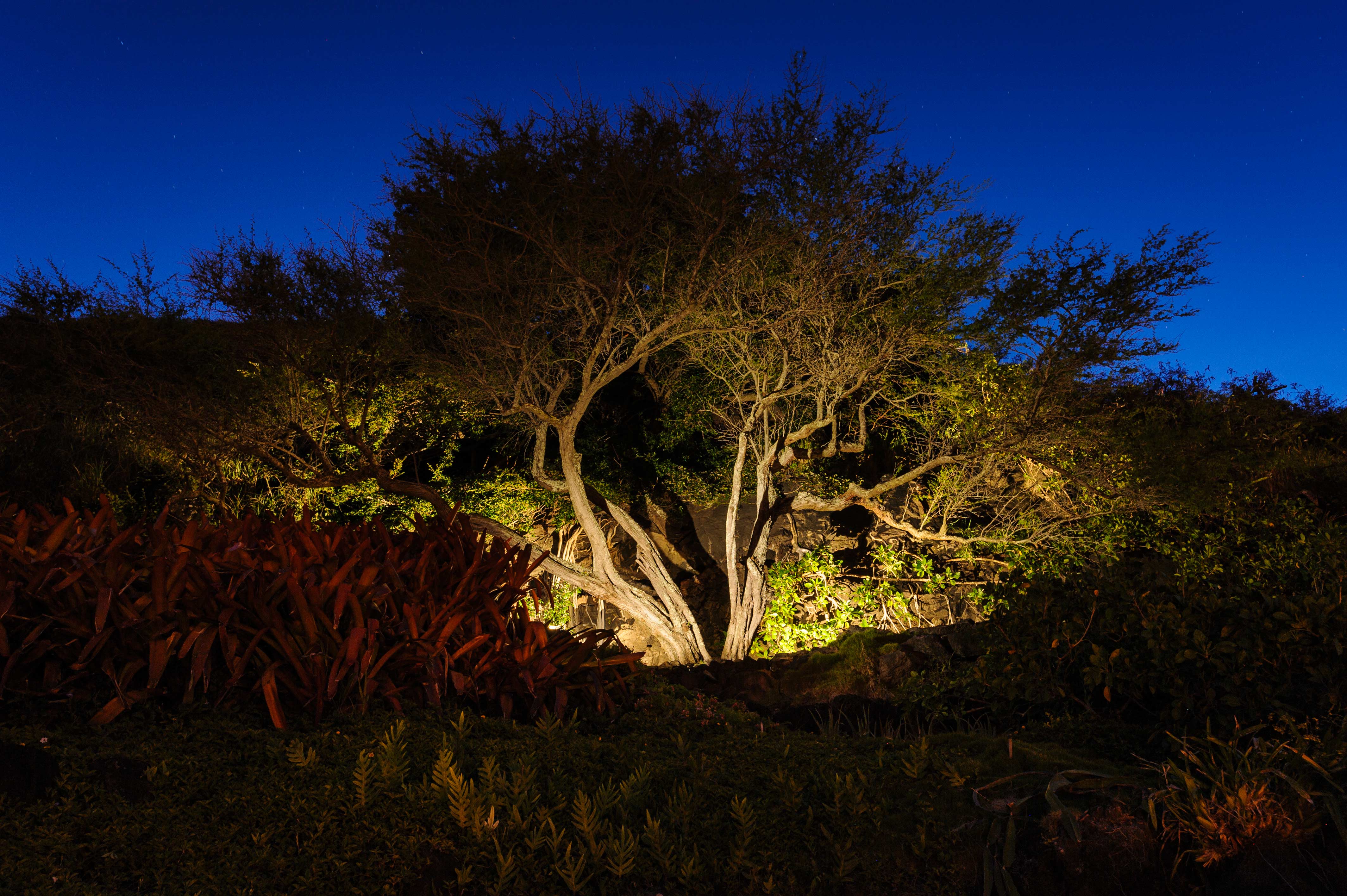 Honolulu_nightlighting_tree